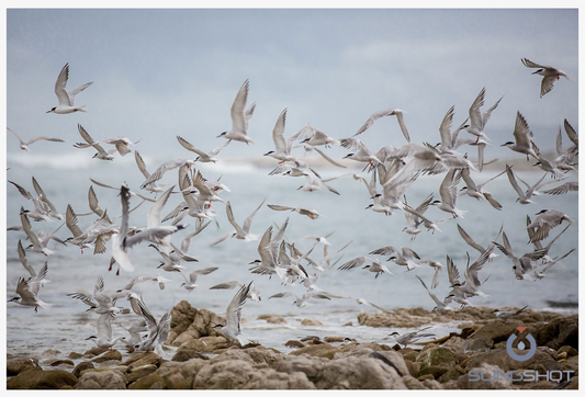 Photo prints by Karin Schermbrucker (value R5000)